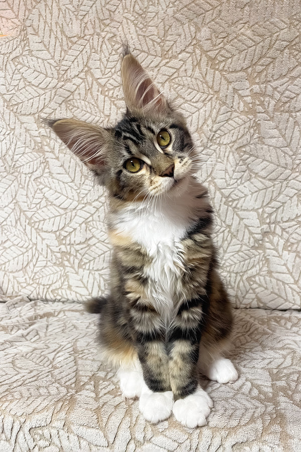 Palmyra | Maine Coon Kitten