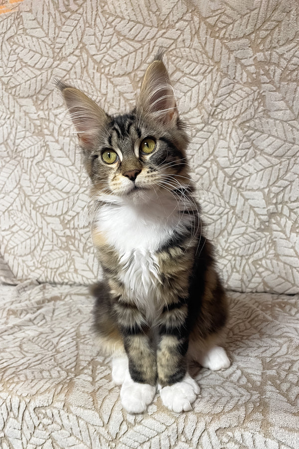 Palmyra | Maine Coon Kitten