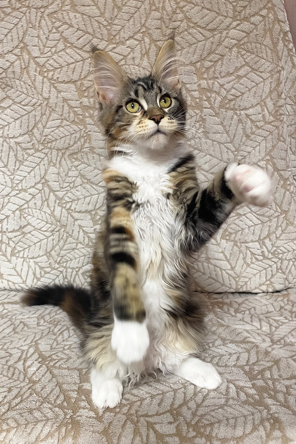Palmyra | Maine Coon Kitten