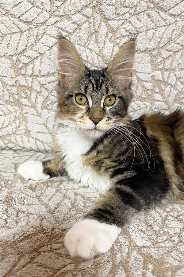 Palmyra | Maine Coon Kitten