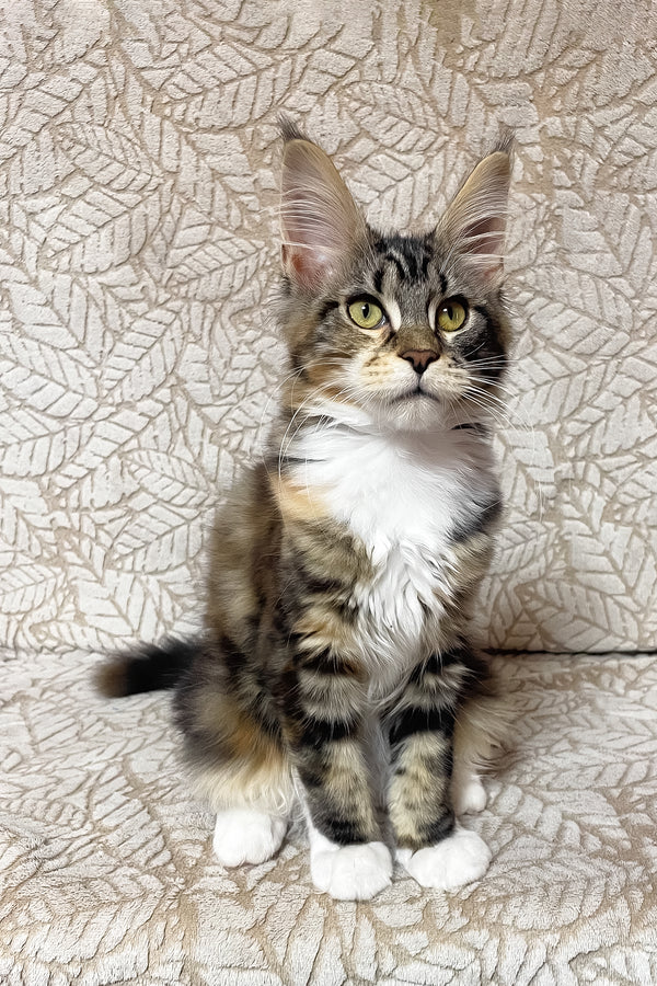 Palmyra | Maine Coon Kitten