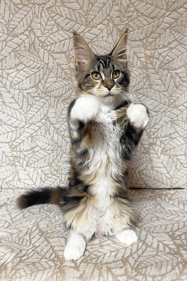Palmyra | Maine Coon Kitten