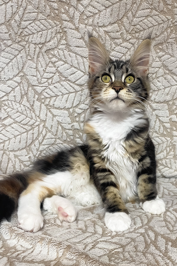 Palmyra | Maine Coon Kitten