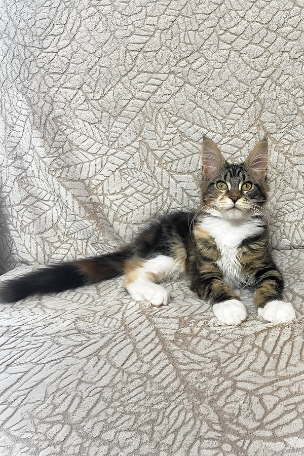 Palmyra | Maine Coon Kitten
