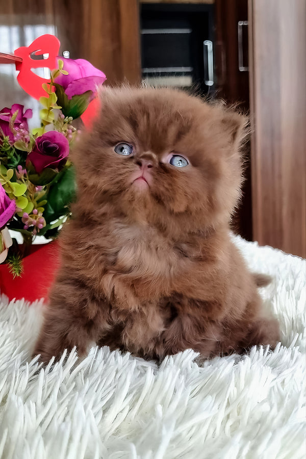 Paloma | British Longhair Kitten