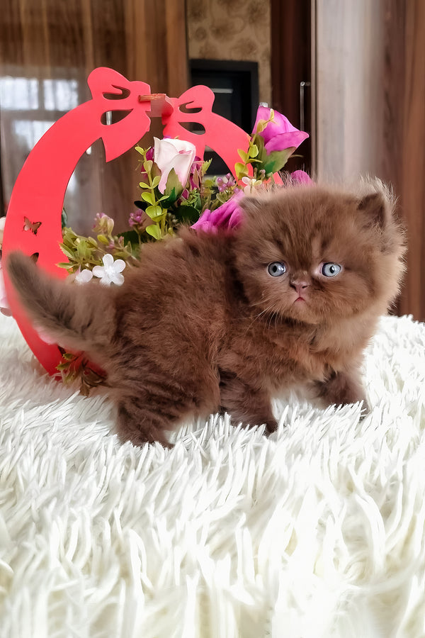 Paloma | British Longhair Kitten
