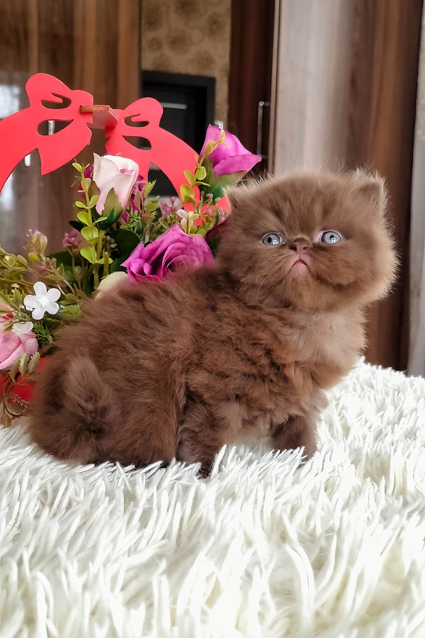 Paloma | British Longhair Kitten