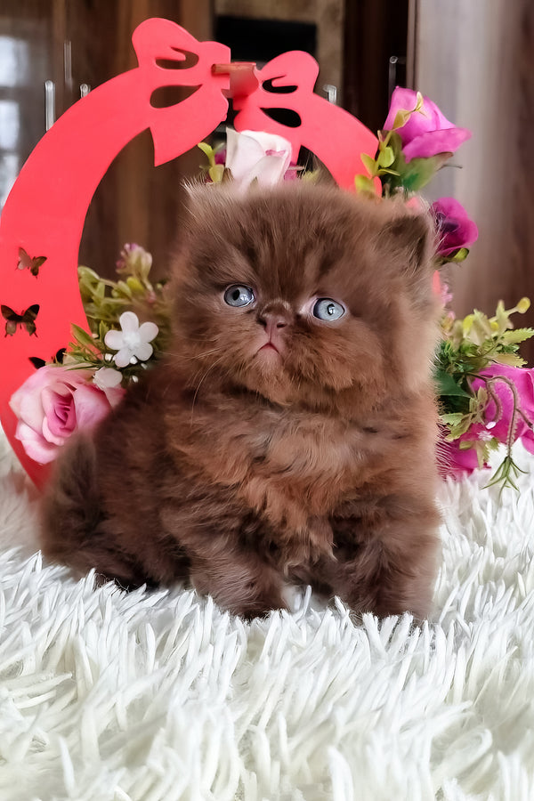 Paloma | British Longhair Kitten