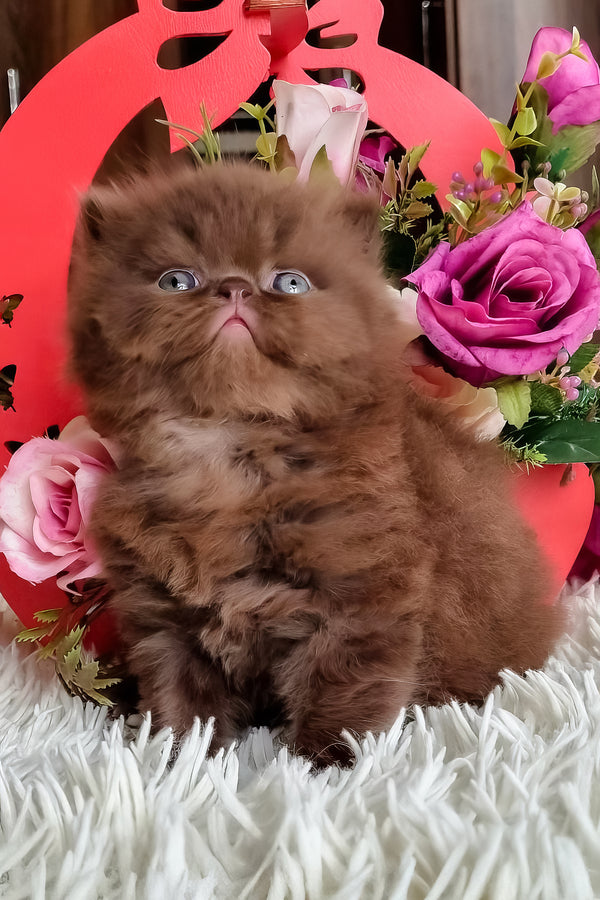 Paloma | British Longhair Kitten