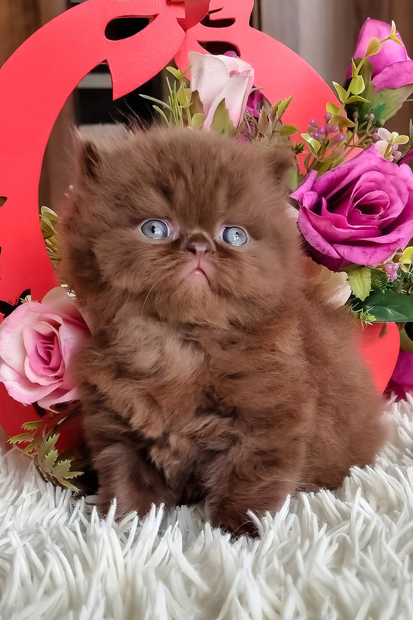 Paloma | British Longhair Kitten
