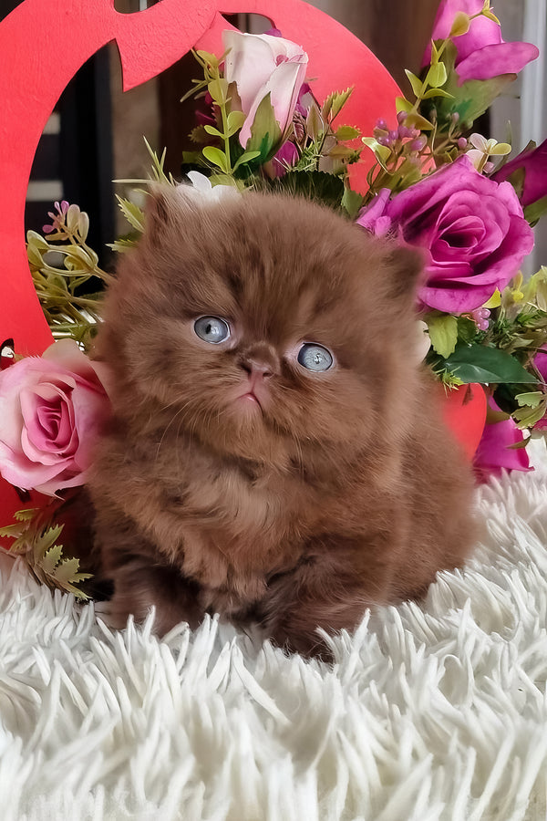 Paloma | British Longhair Kitten