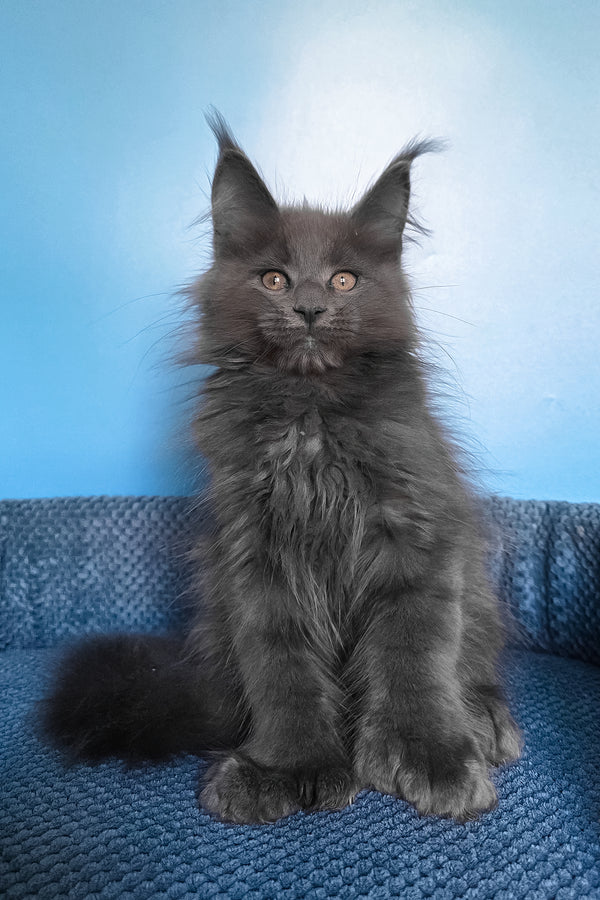 Pamir | Polydactyl Maine Coon Kitten