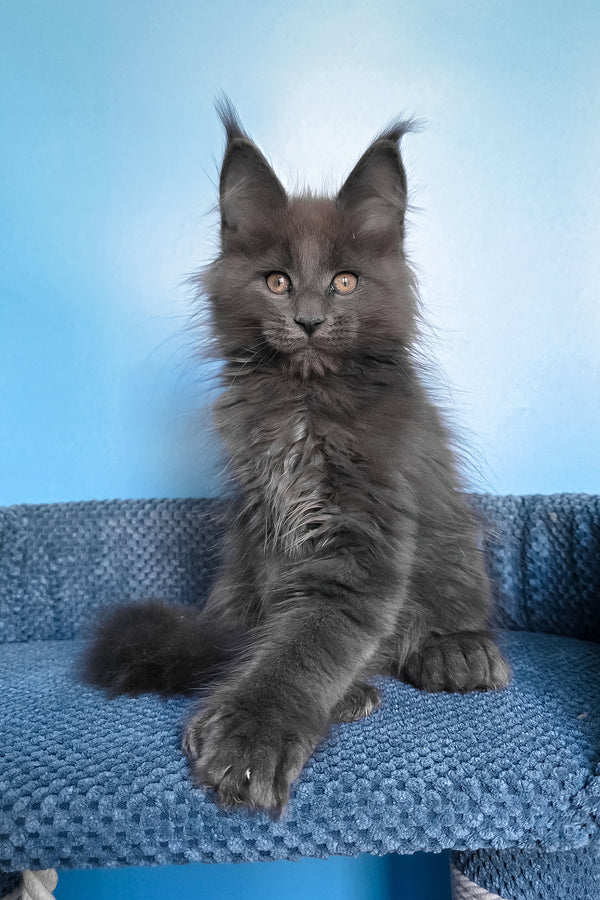 Pamir | Polydactyl Maine Coon Kitten