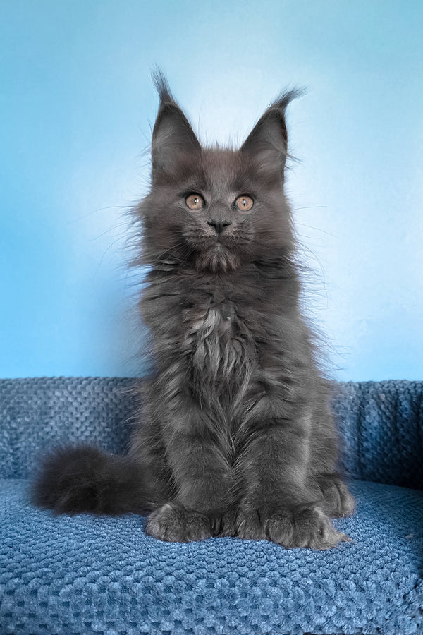 Pamir | Polydactyl Maine Coon Kitten