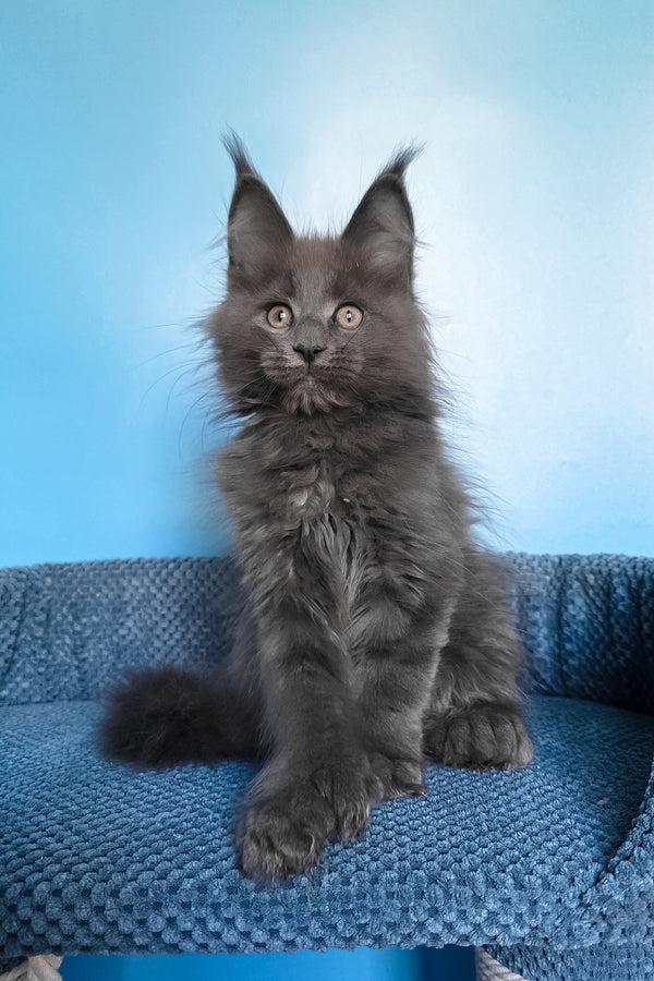 Pamir | Polydactyl Maine Coon Kitten
