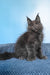 Pamir | Polydactyl Maine Coon Kitten