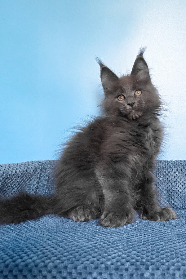 Pamir | Polydactyl Maine Coon Kitten