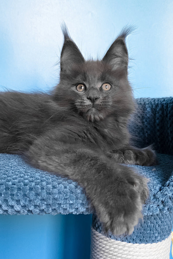 Pamir | Polydactyl Maine Coon Kitten