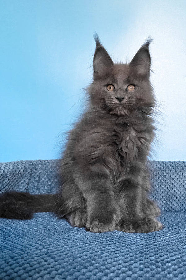 Pamir | Polydactyl Maine Coon Kitten
