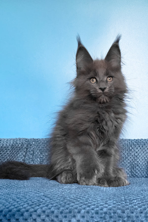 Pamir | Polydactyl Maine Coon Kitten