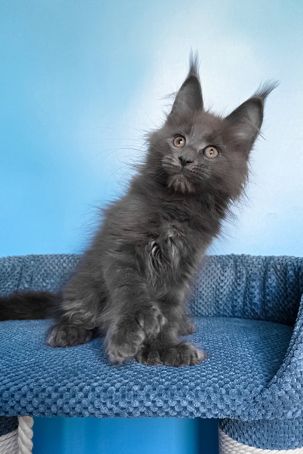 Pamir | Polydactyl Maine Coon Kitten
