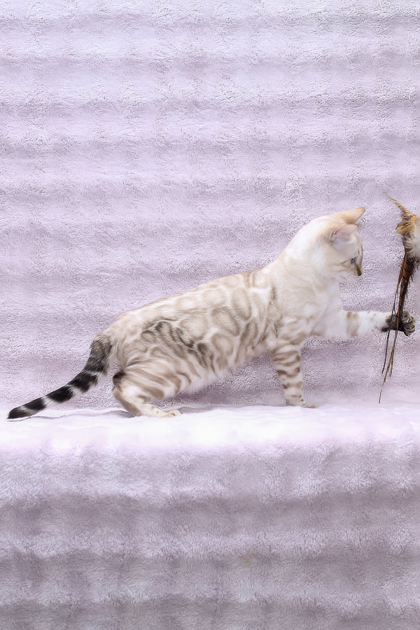 Parvin | Bengal Kitten