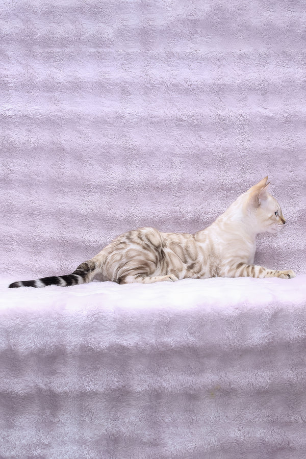 Parvin | Bengal Kitten