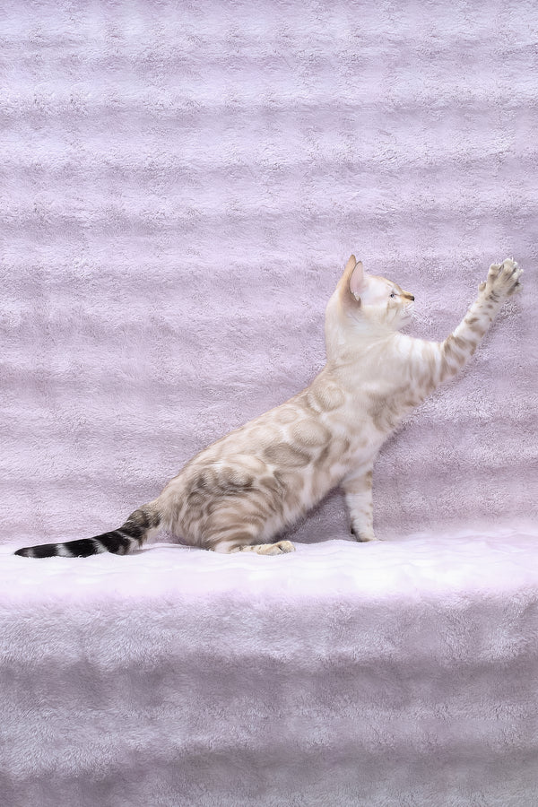 Parvin | Bengal Kitten