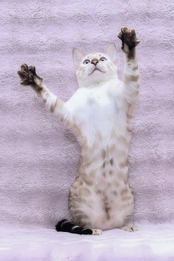 Parvin | Bengal Kitten