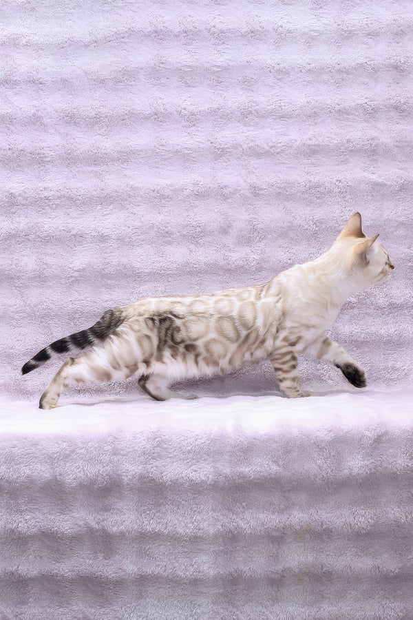 Parvin | Bengal Kitten