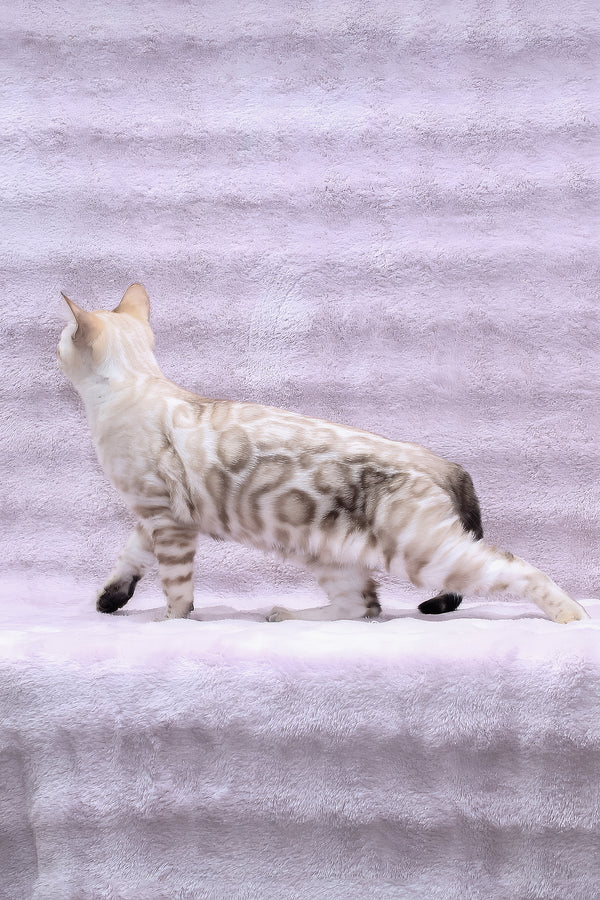Parvin | Bengal Kitten