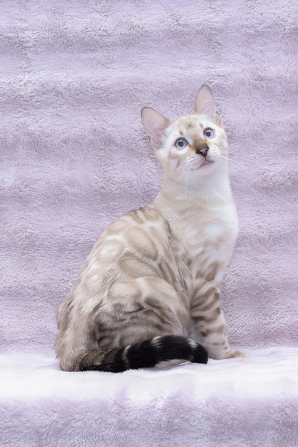 Parvin | Bengal Kitten