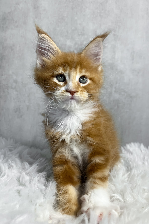 Pascal | Maine Coon Kitten