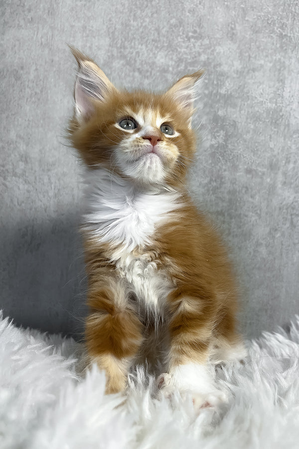Pascal | Maine Coon Kitten