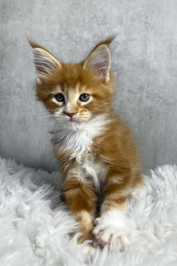 Pascal | Maine Coon Kitten