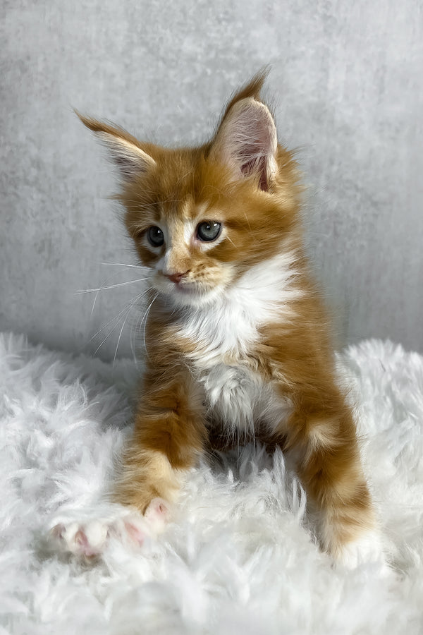 Pascal | Maine Coon Kitten