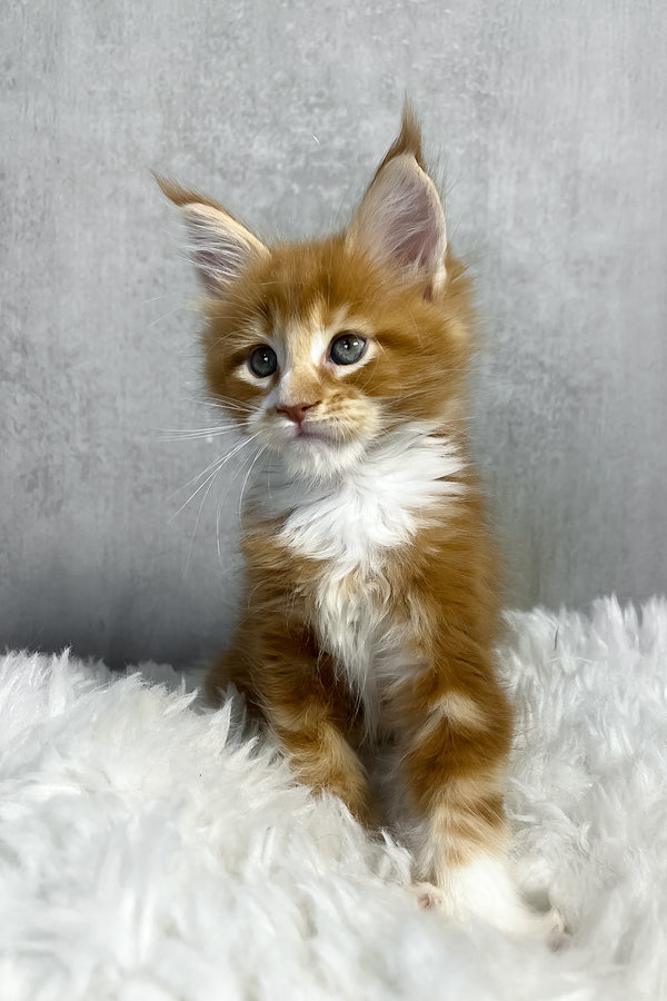 Pascal | Maine Coon Kitten