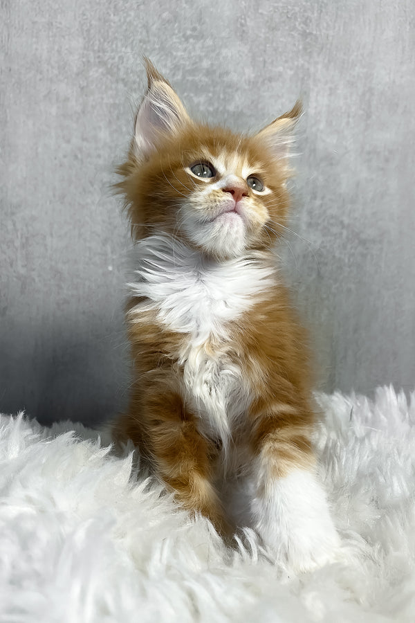 Pascal | Maine Coon Kitten