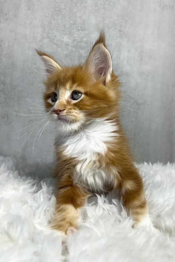 Pascal | Maine Coon Kitten