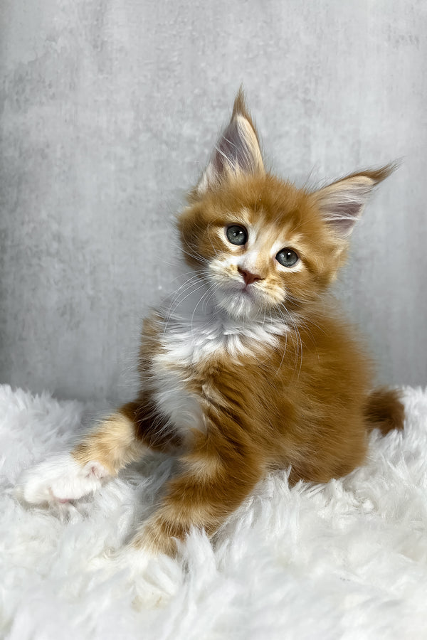 Pascal | Maine Coon Kitten