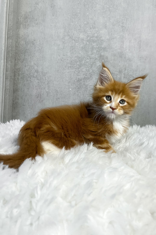 Pascal | Maine Coon Kitten