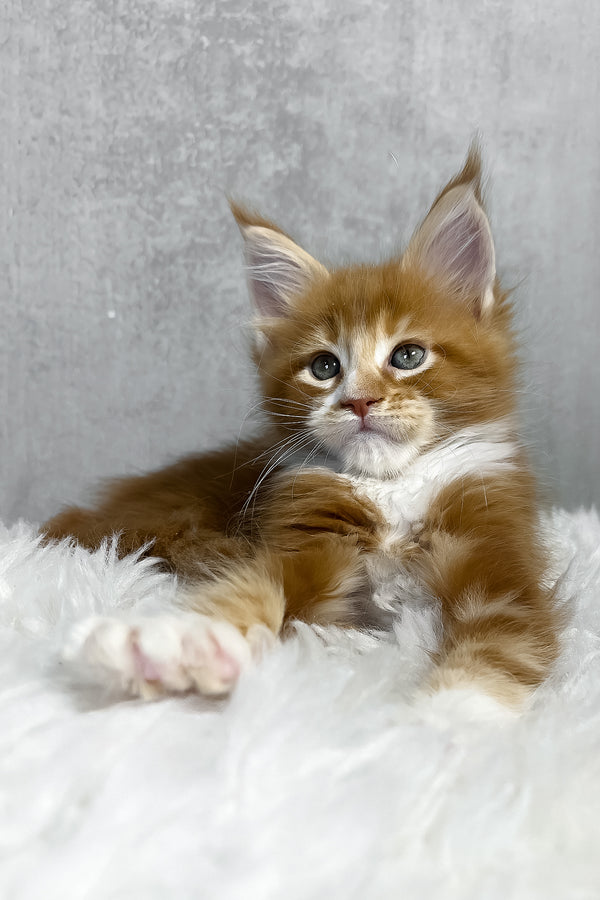 Pascal | Maine Coon Kitten
