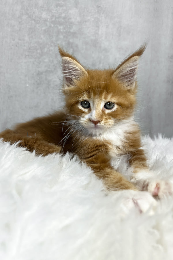 Pascal | Maine Coon Kitten