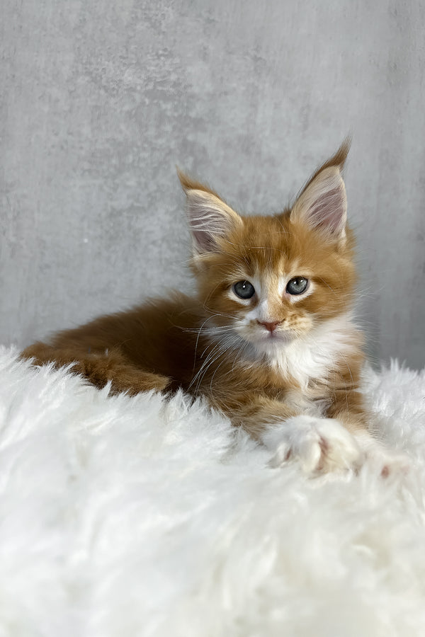 Pascal | Maine Coon Kitten