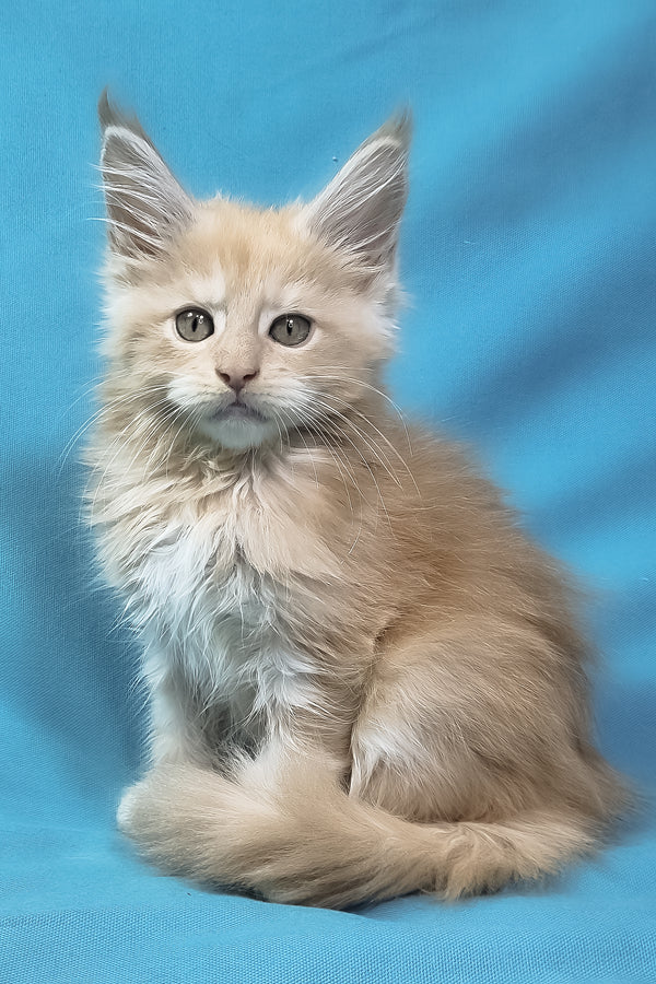 Patric | Maine Coon Kitten