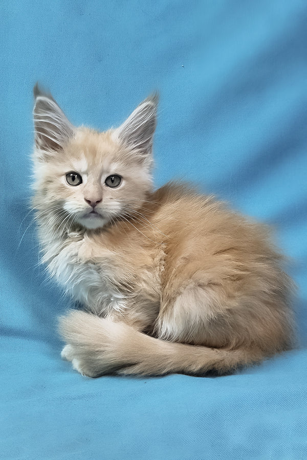 Patric | Maine Coon Kitten