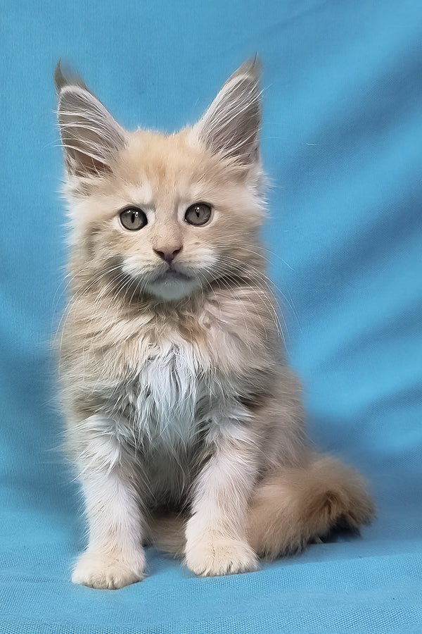 Patric | Maine Coon Kitten