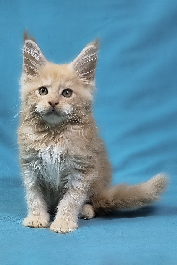 Patric | Maine Coon Kitten