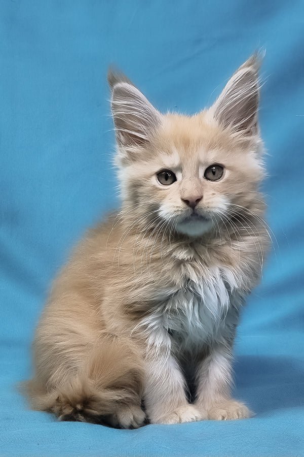Patric | Maine Coon Kitten