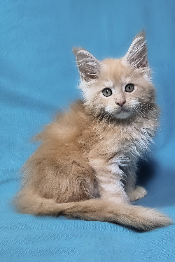 Patric | Maine Coon Kitten
